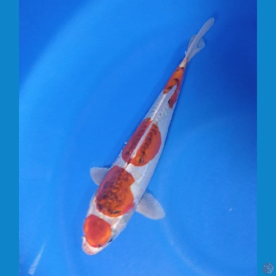AIGOROMO DOITS 27CM