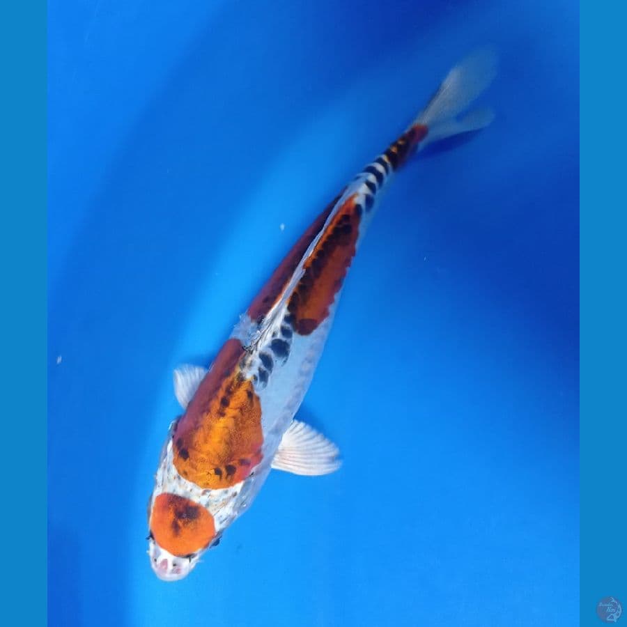 KIKO 28 CM