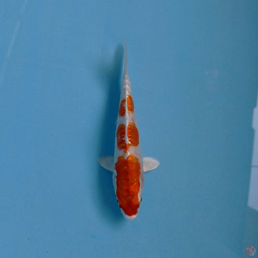 kikushui, 15 cm