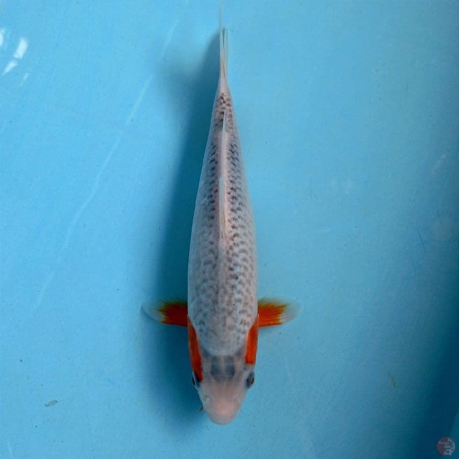 asagi, 23 cm