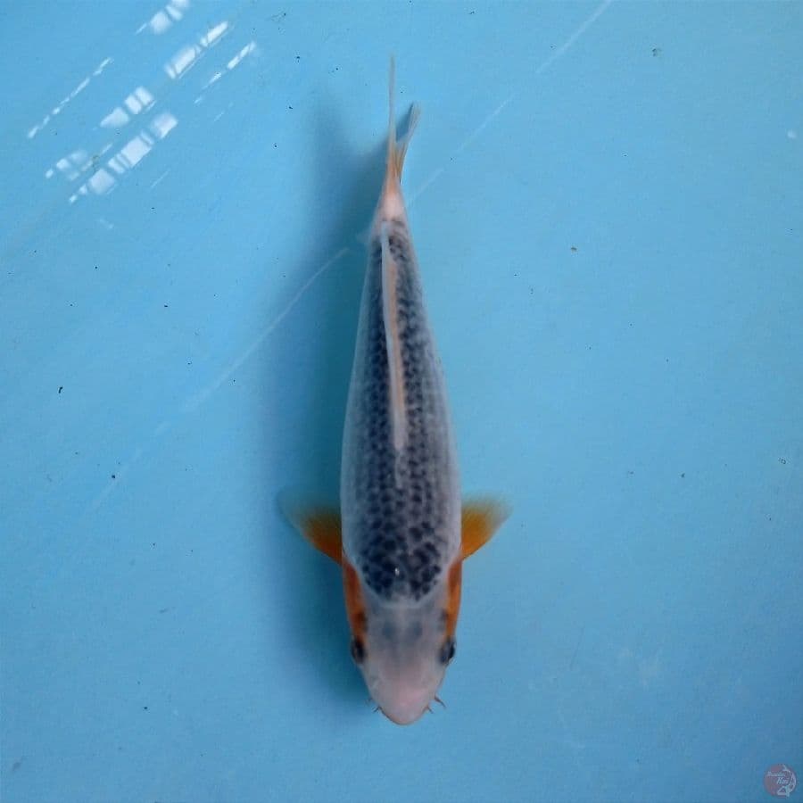 asagi, 20 cm