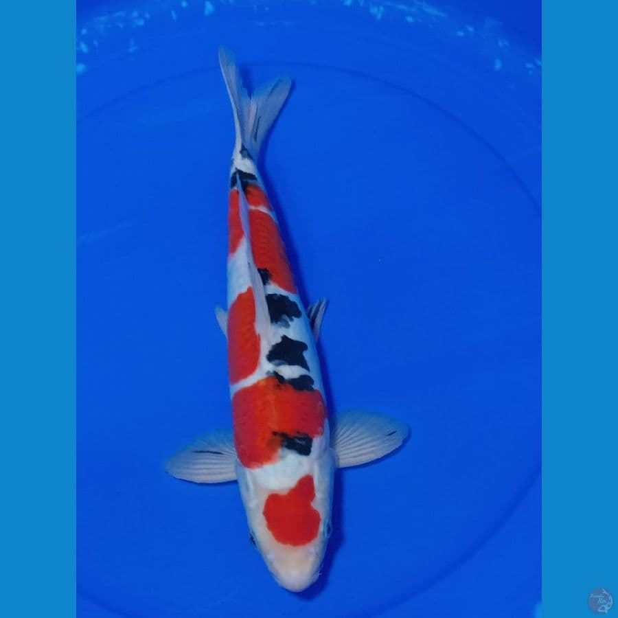 MARUTEN SANKE DOIT SU MURNI 37 CM MALE