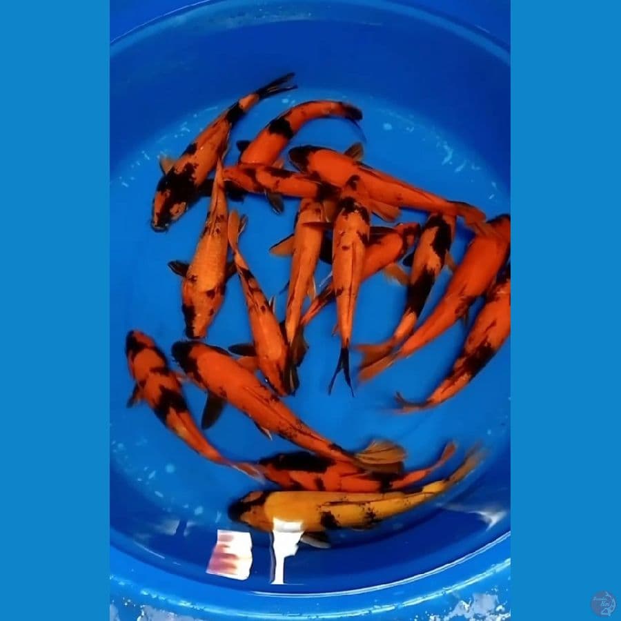 PAKET UTSURI 23-30 CM 15 EKOR