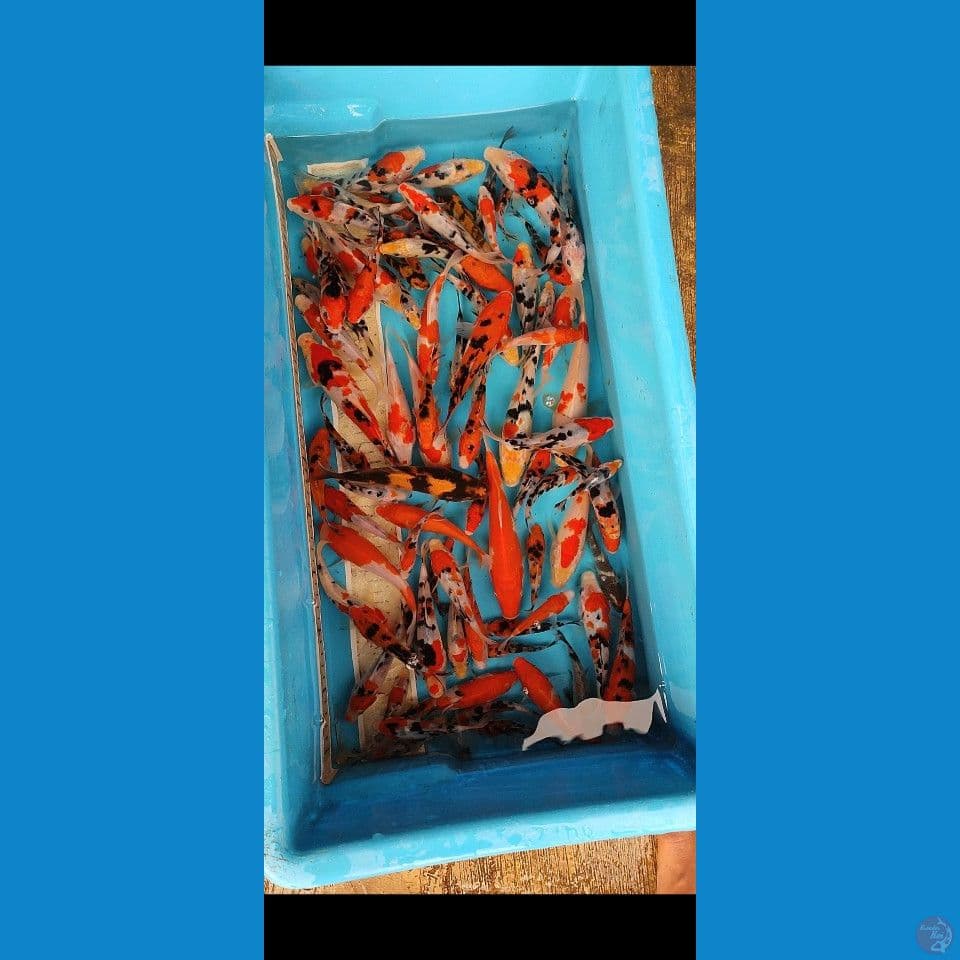 paket mix A 7_10 , 12 15 cm, yg besar bonus.. 65 ekor lebih