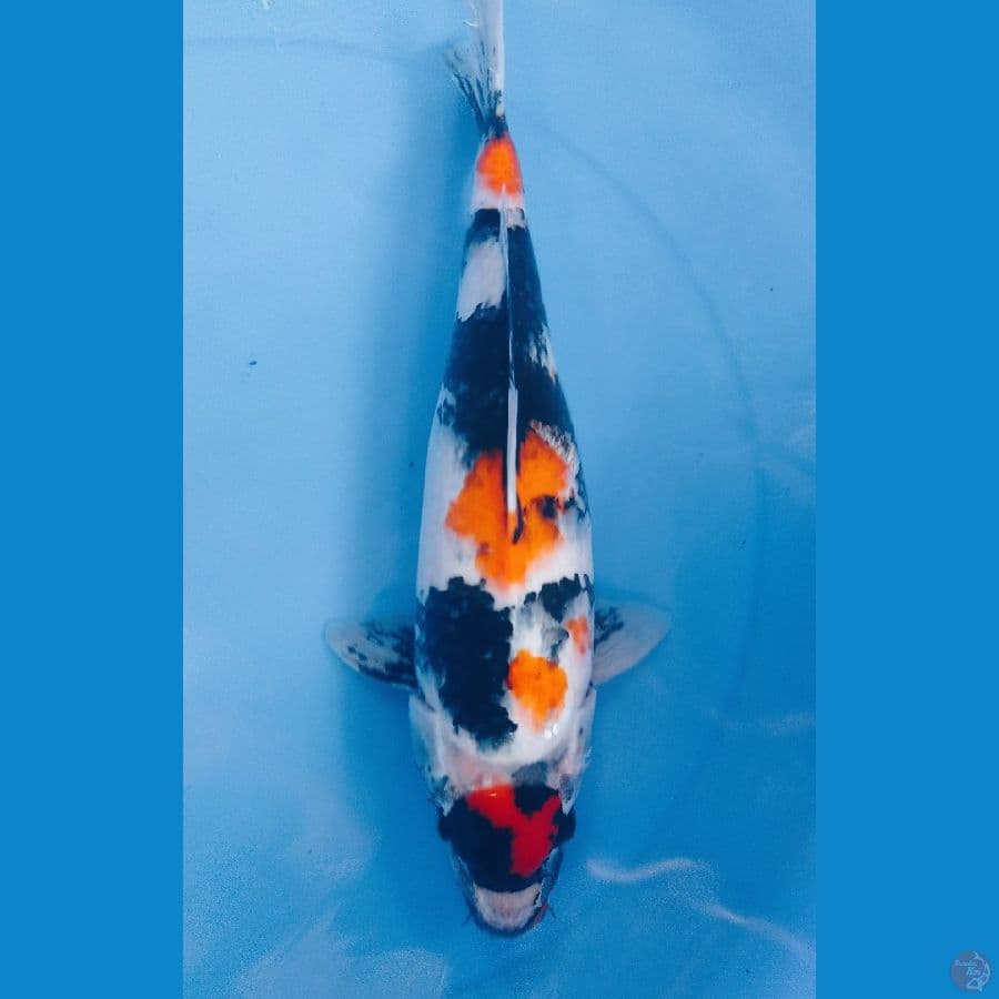 maruten showa 38cm