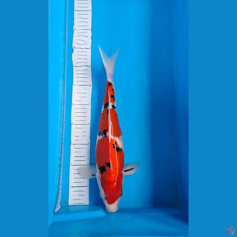 male body female Sanke 40cm