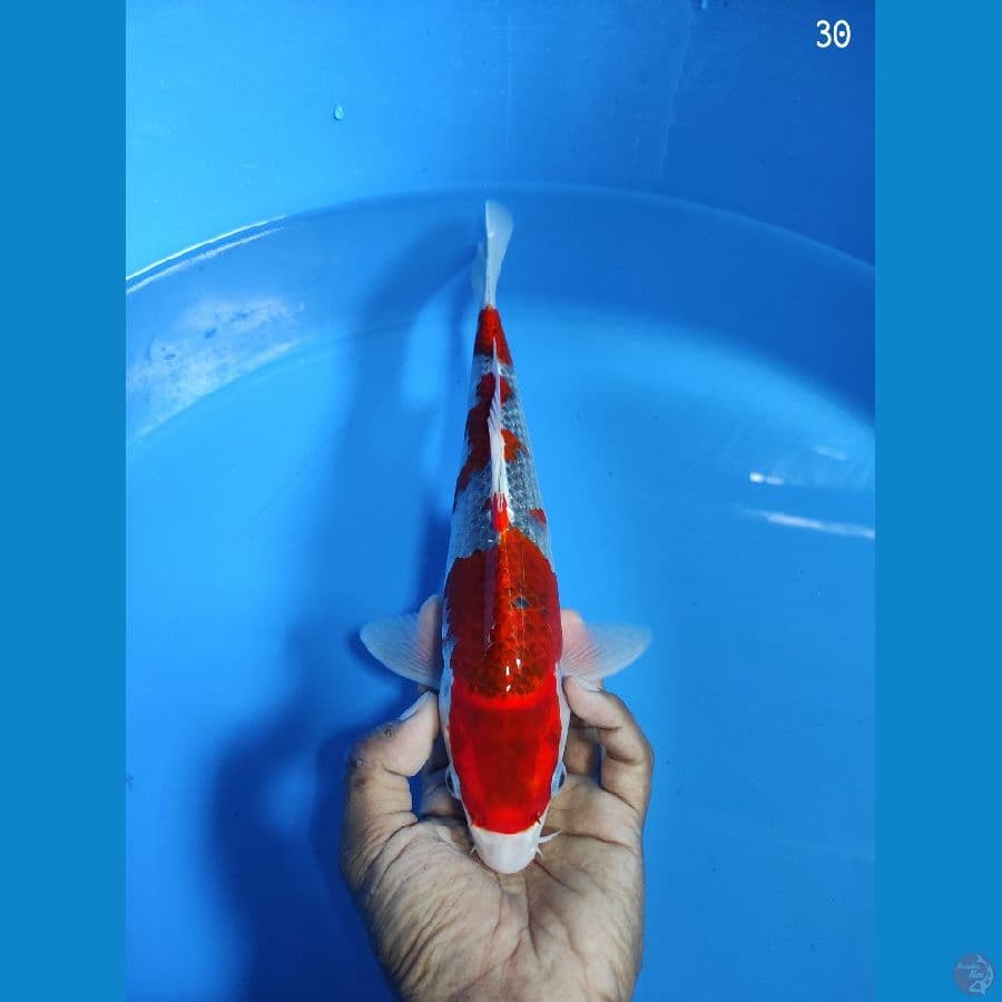 GHOSIKI 30CM MALE