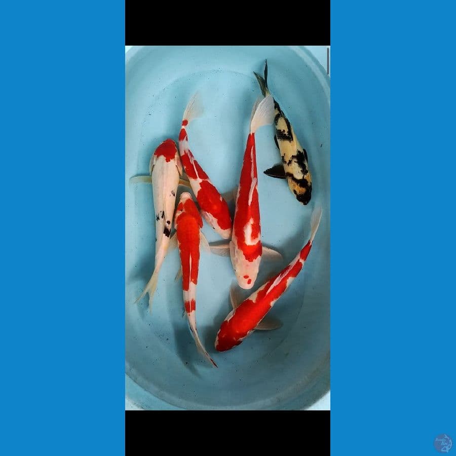 JUMBO MURMER 33-40CM MIX