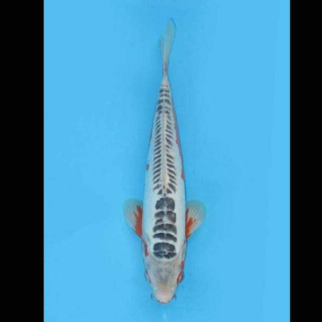 TMNK SQ Shusui Calon Jumbo