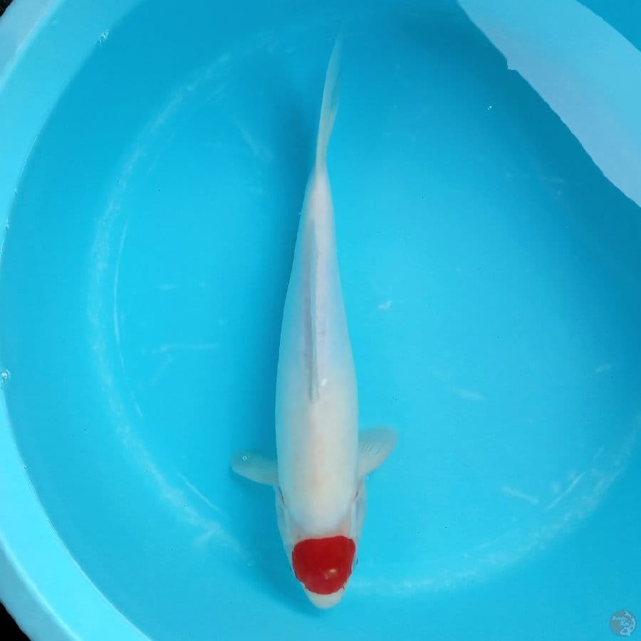 TANCHO DOITSU 45CM FEMALE