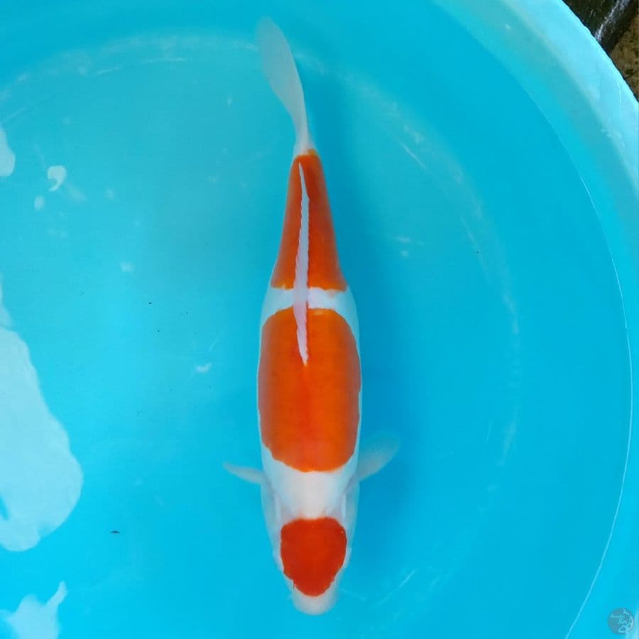 KOHAKU DOITSU 40CM FEMALE