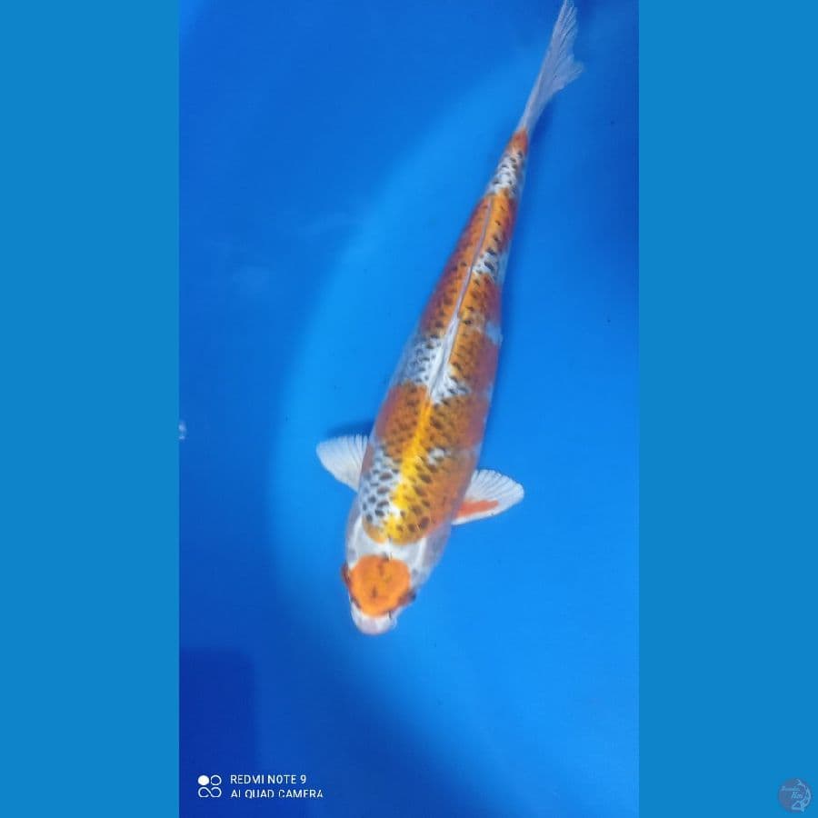 KIRIN KUJAKU 35CM