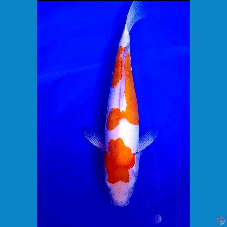 42 cm doitsu kohaku murni DNA IMPORT