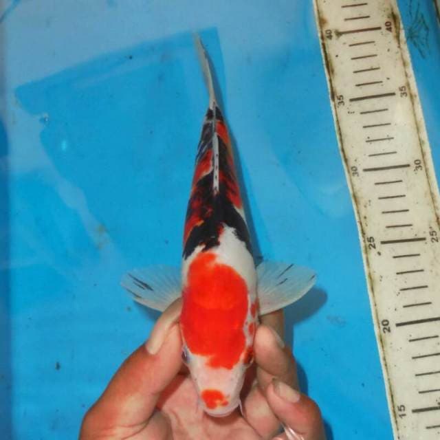 SANSHOKU