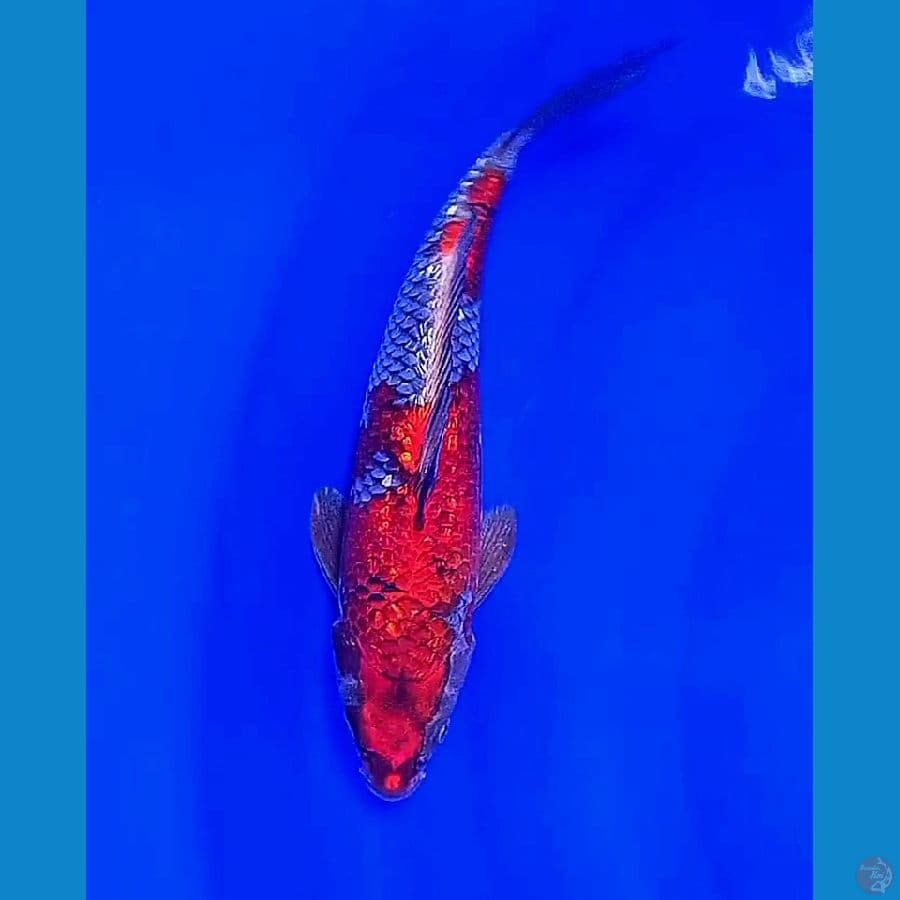 31 cm kogane ginrin menyala