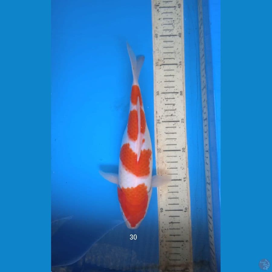 kohaku 30cm f
