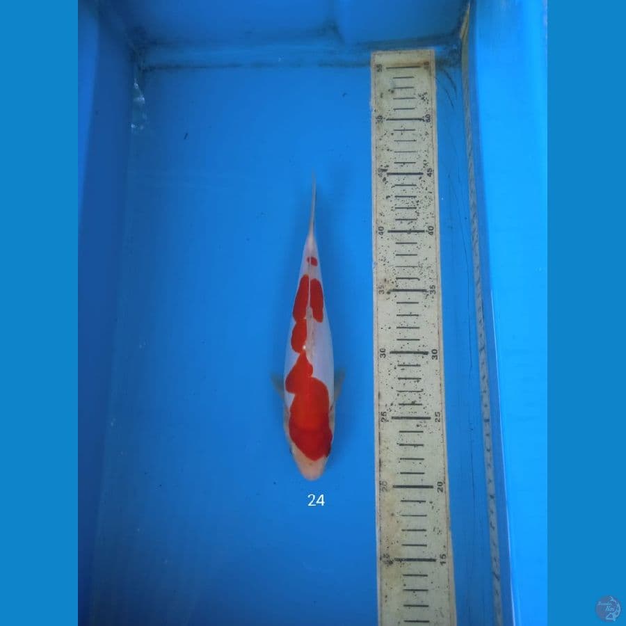 kohaku doit 26cm