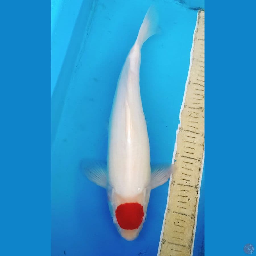 45cm tancho kohaku male orie