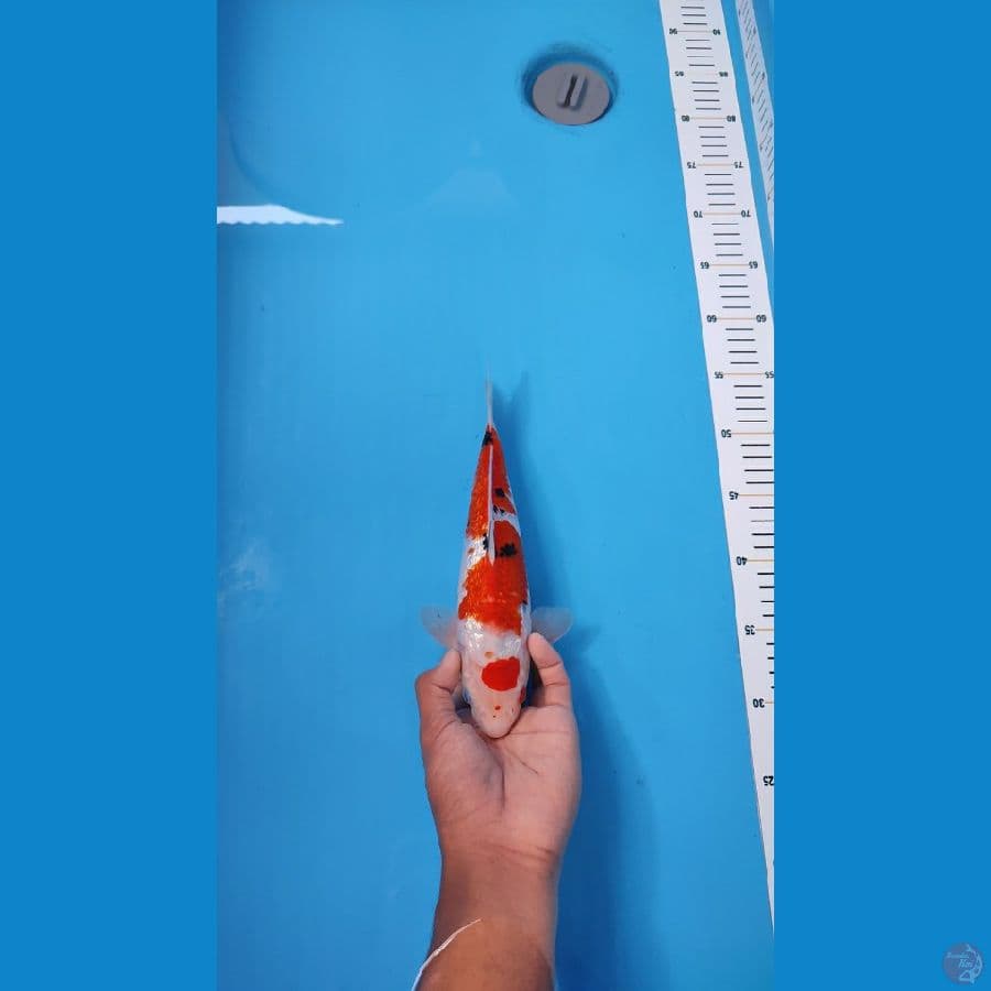 SANKE 27CM - MALE
