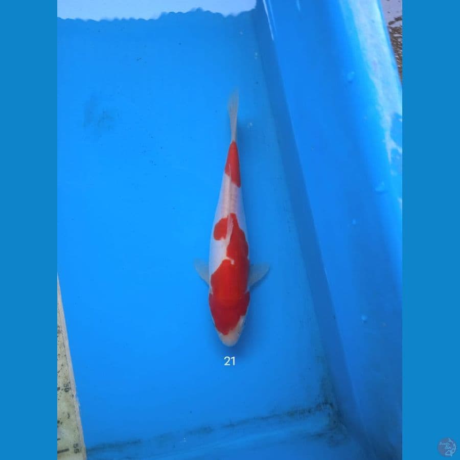 kohaku doit 21cm