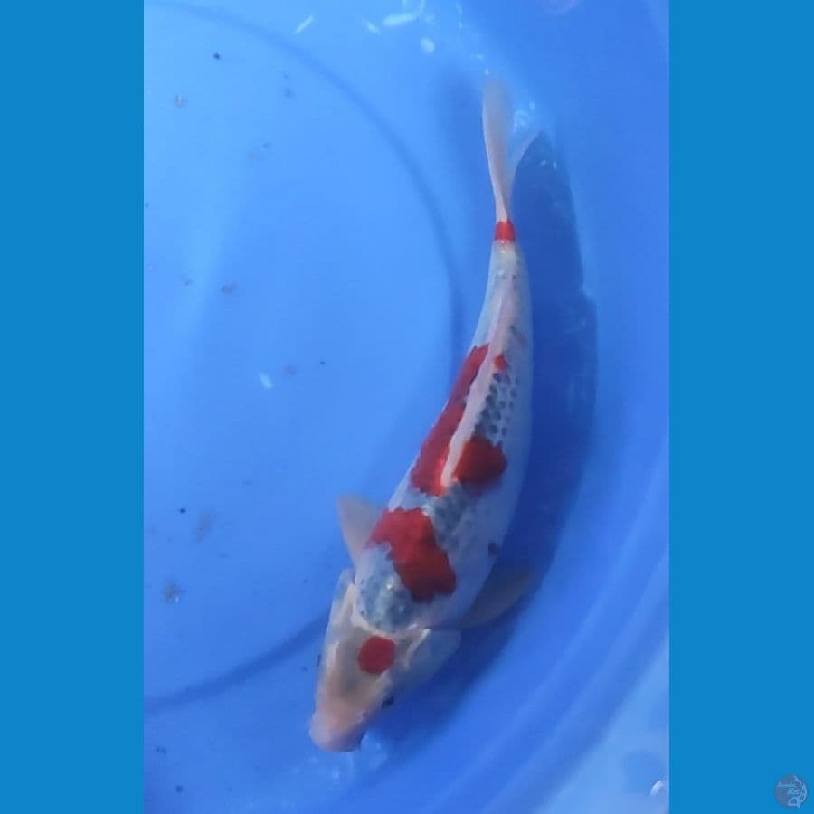 Ghosiki 31 cm Male