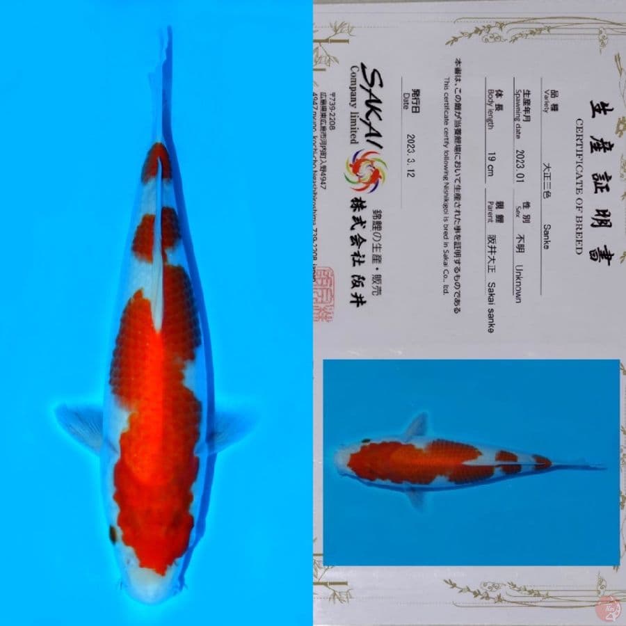 SAKAI KOHAKU HQ 30CM