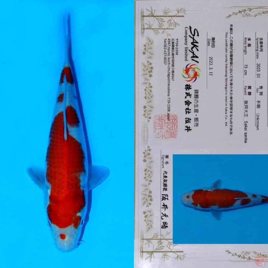 SAKAI KOHAKU HQ 23CM