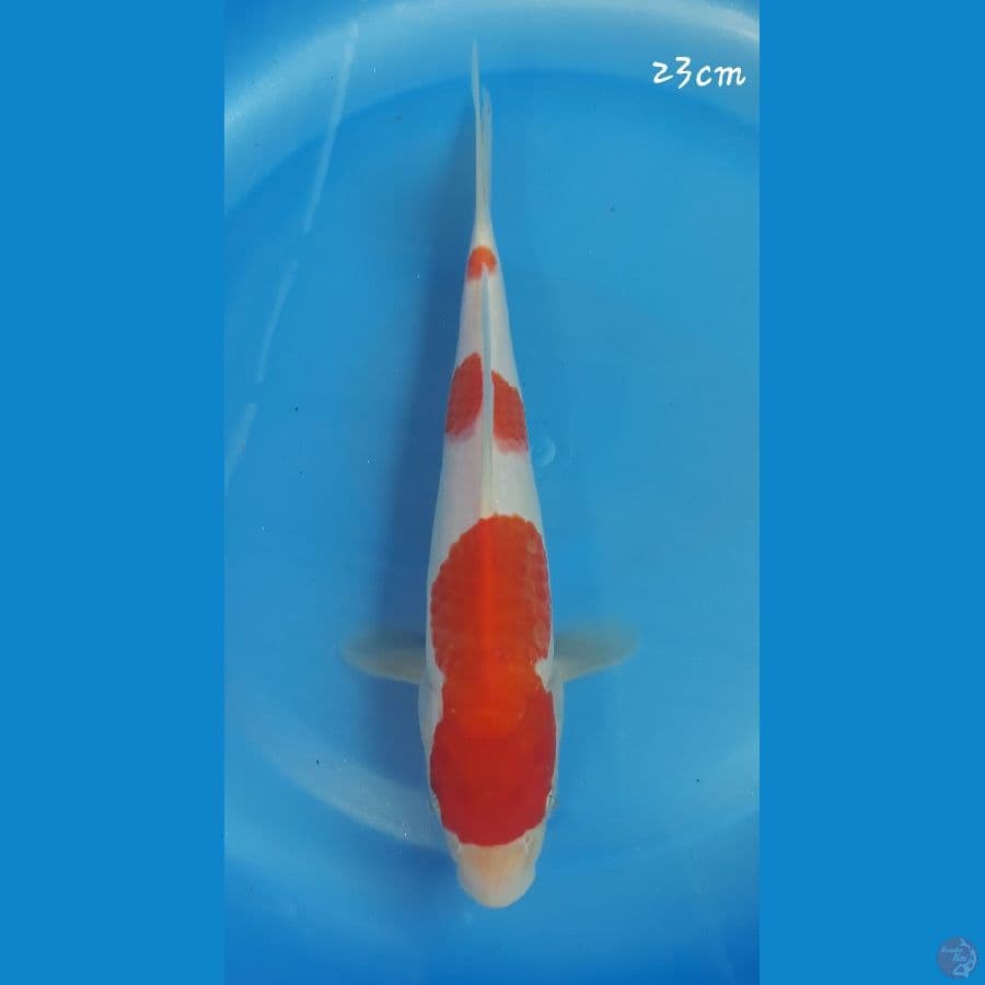 Kohaku 23cm