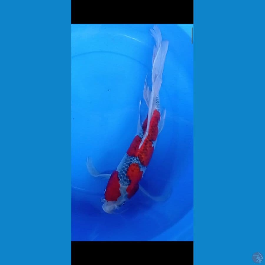 GOSIKI MAS BREN 52CM
