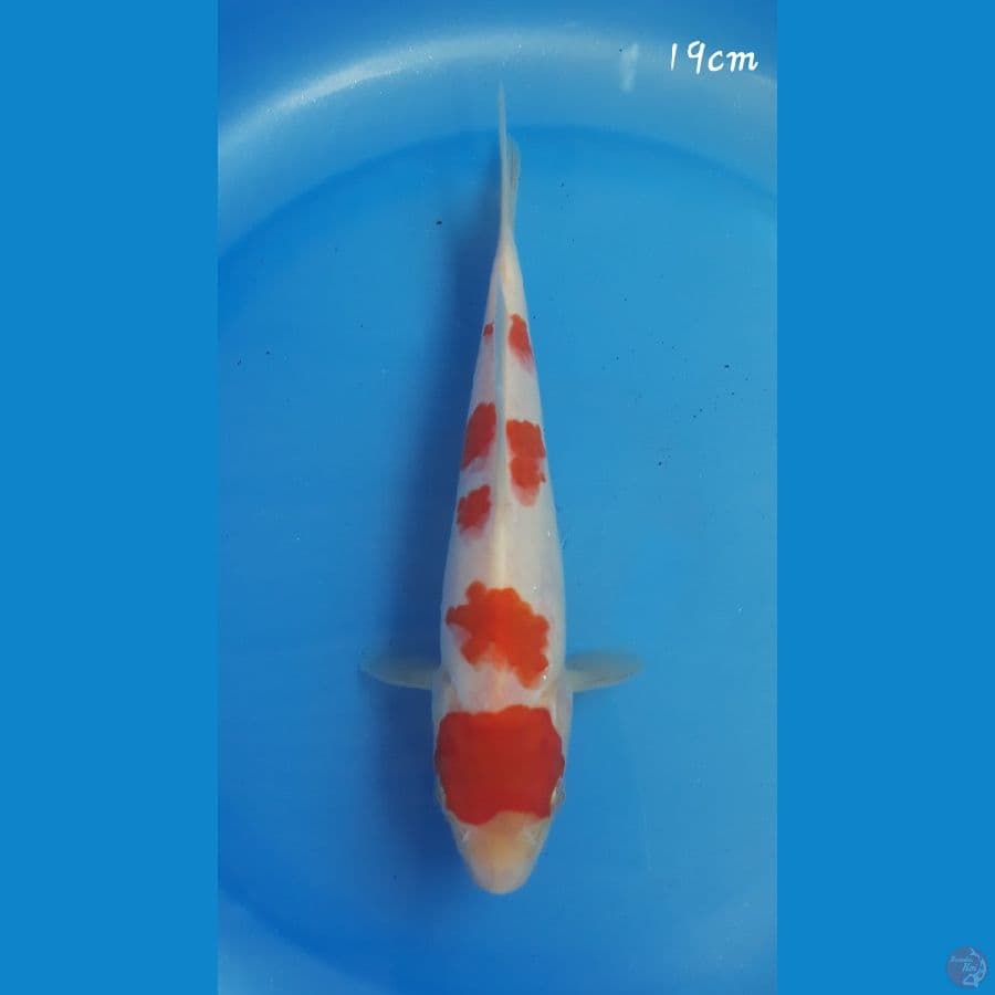 Kohaku 19cm