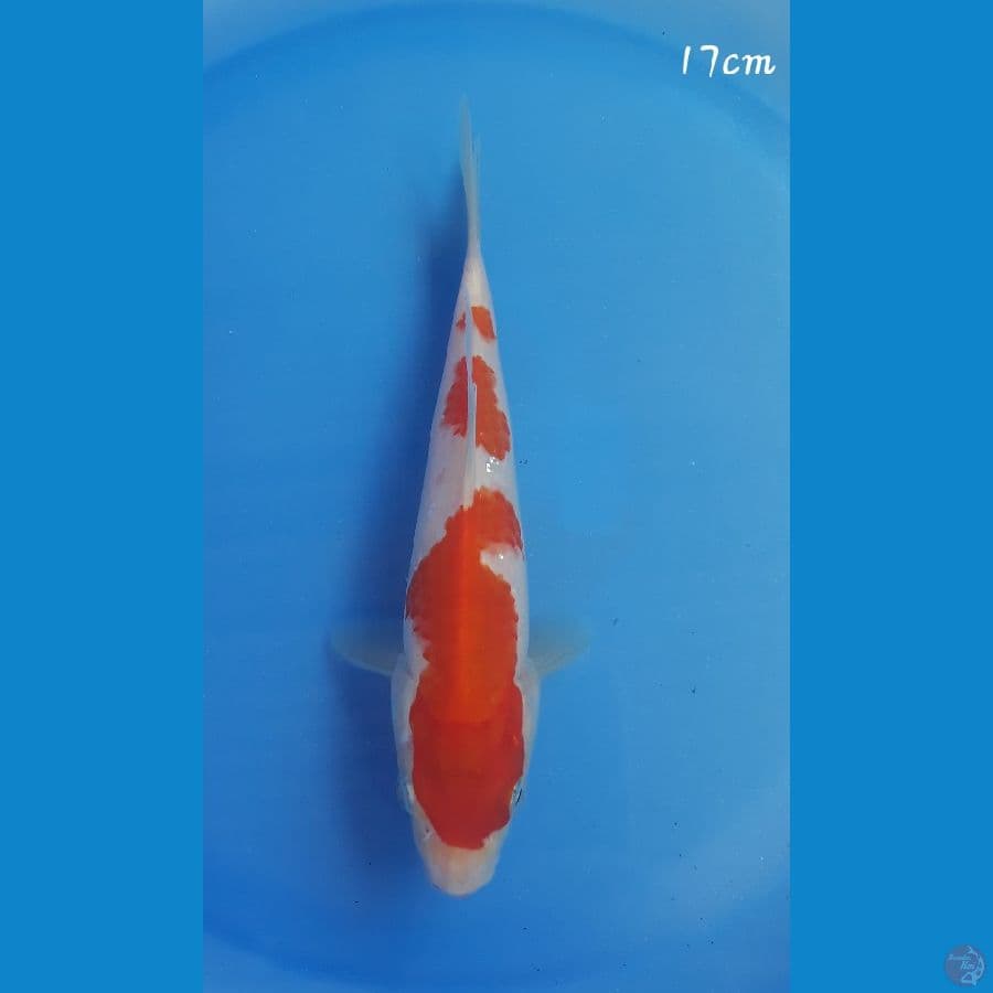 Kohaku 17cm