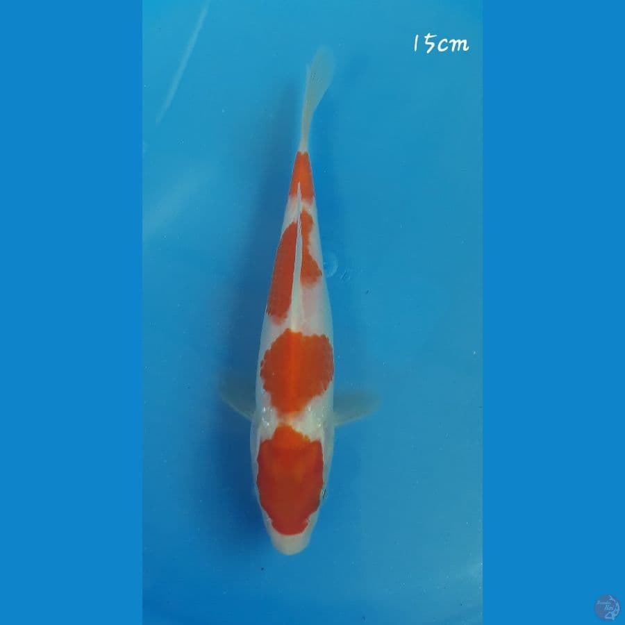 Kohaku 15cm