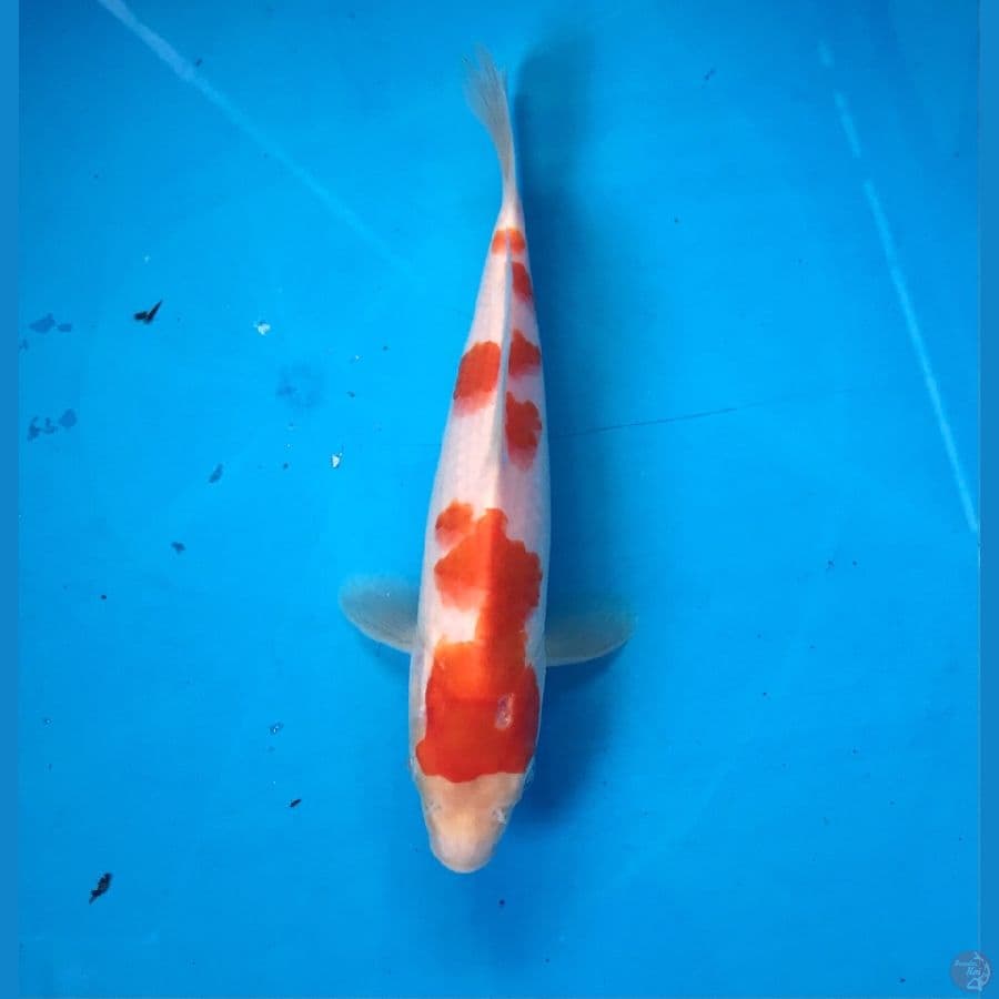 kohaku 18cm