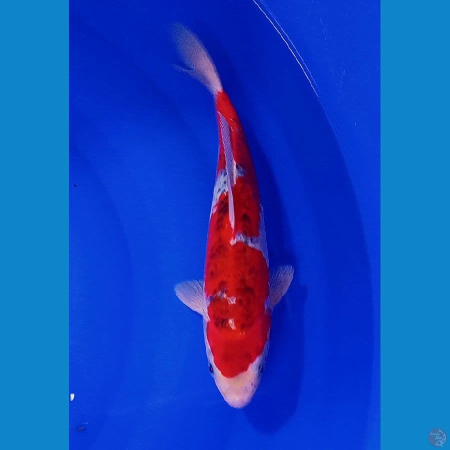 30 cm inazuma goshiki red strong