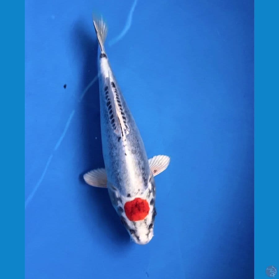tancho kiko 22cm