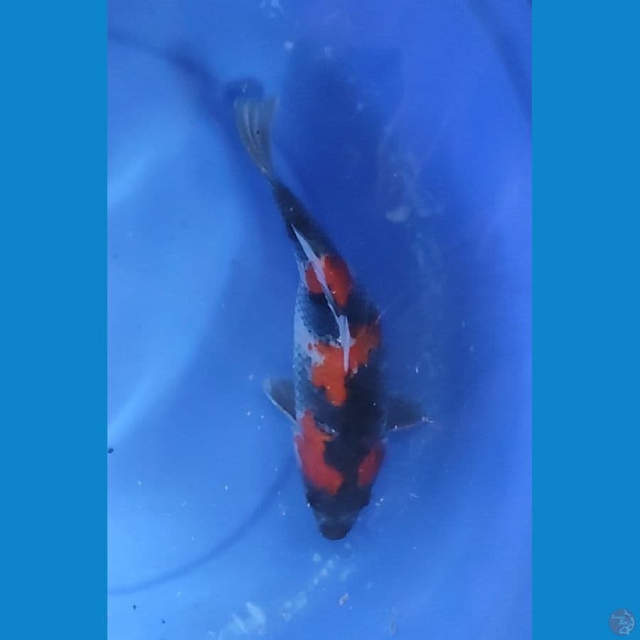 SHOWA SANSHOKU 27 CM FEMALE
