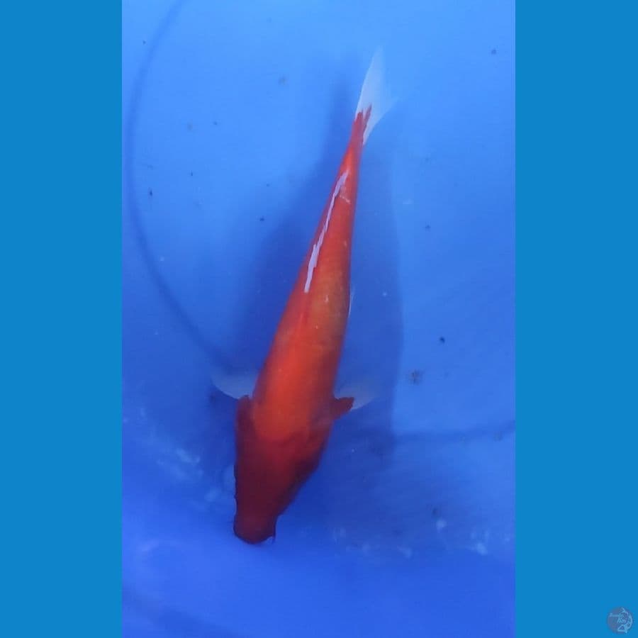 RED KARASYI 27 CM MALE