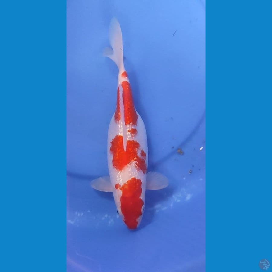 KOHAKU FULL GINDRIN TOP 27 cm Female