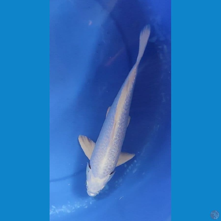 PLATINUM SALJU FULL GINDRIN 29 CM MALE