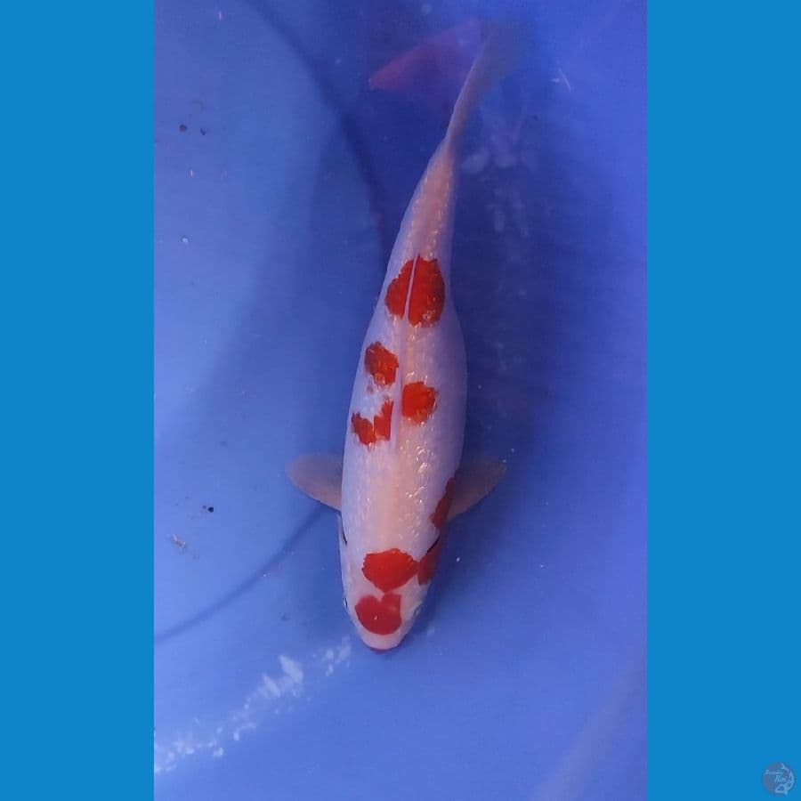 Maruten Kohaku Full Gindrin Berpunuk 30 cm female