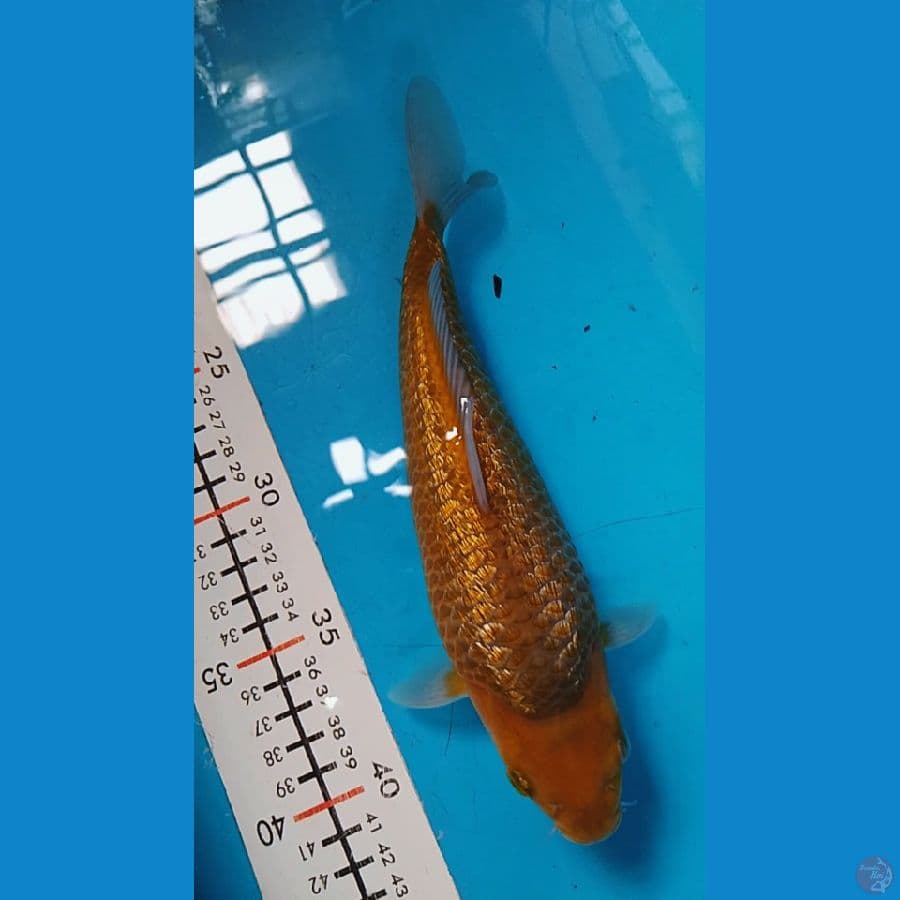 karamel ginrin punuk