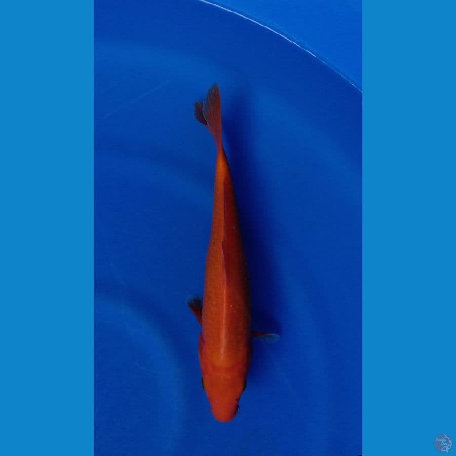 BENIGOI 26CM
