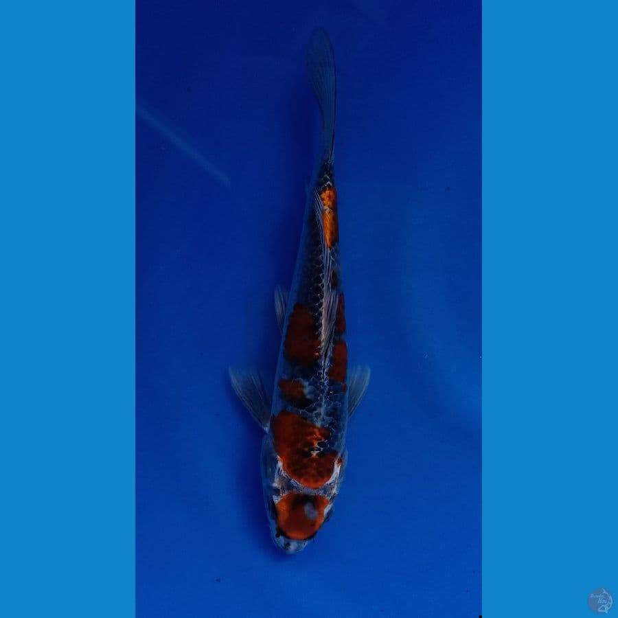 BENIGINGGA 24CM( JANTAN)