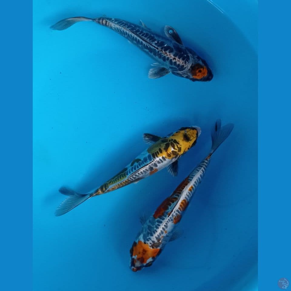 MIX KIKO 20,23CM