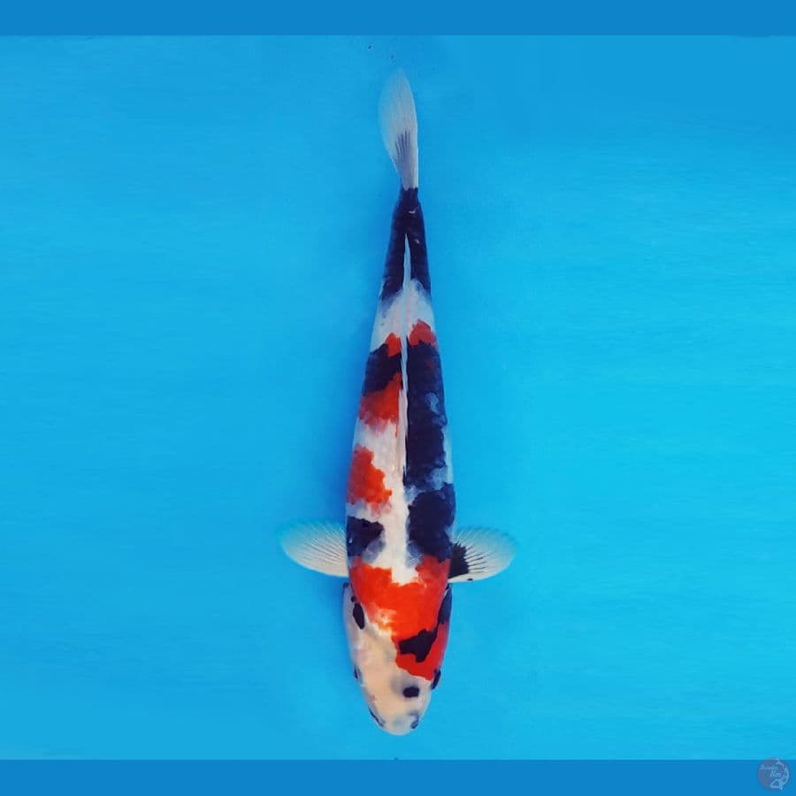KENZEI 7 - Showa Evo 34 cm/male ®