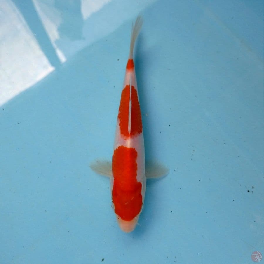 kohaku, 18 cm