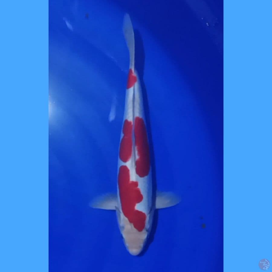 kohaku doit 30cm