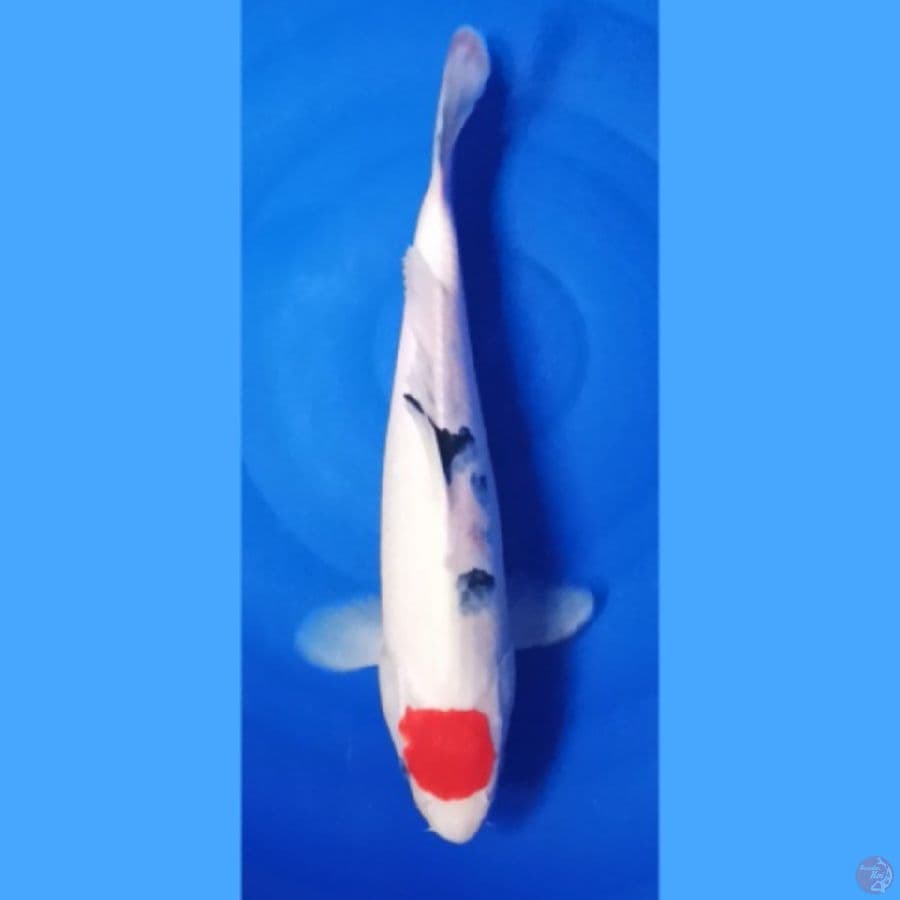 tancho sanke 38cm