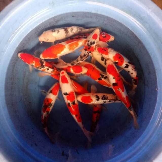 Mix koi 25-32cm