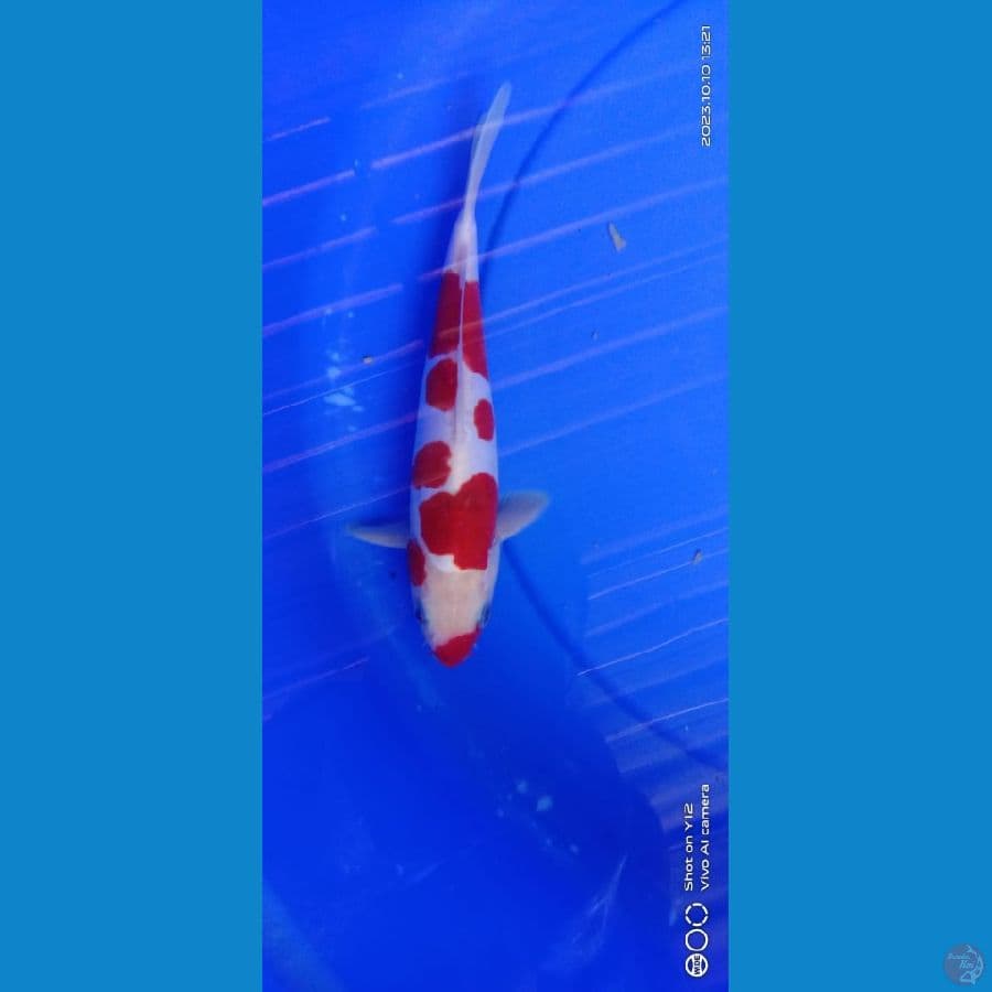 sanke merah strong 28cm male
